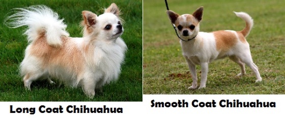 Jenis Chihuahua