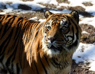 Gambar Harimau Siberia