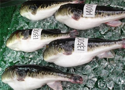 Gambar ikan kembung Jepang