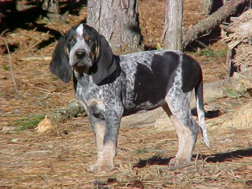 Gambar Anjing Bluetick Coonhound